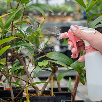  A bottle of solution sprayed onto a bush of green leaves 